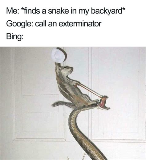 Bing Memes 的图像结果