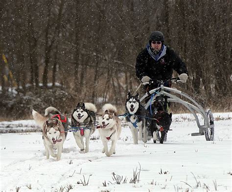 5 things to do in the Illinois Valley: Watch sled dogs or try some ...
