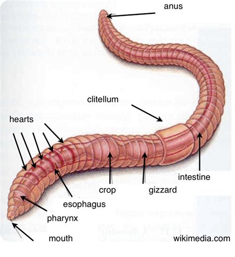 Segmented Worms Diagram For Kids