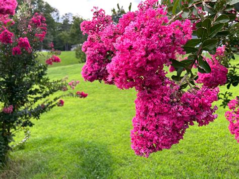 Everything about Crepe Myrtles - The Sad Tomato