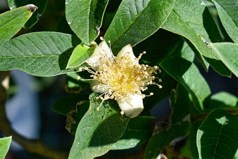 Image result for Dwarf Guava Tree