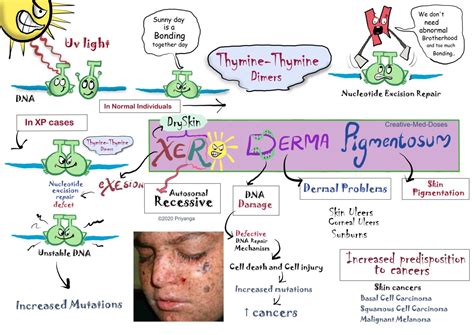 Mechanism Of Xeroderma Pigmentosum