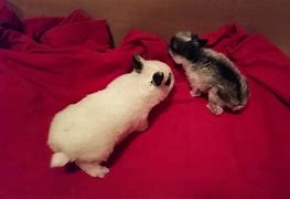 Image result for Free Baby Rabbits