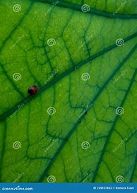 Image result for Small Ladybug Clip Art