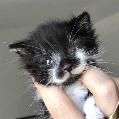 Helping Kittens with Eye Infections — Kitten Lady