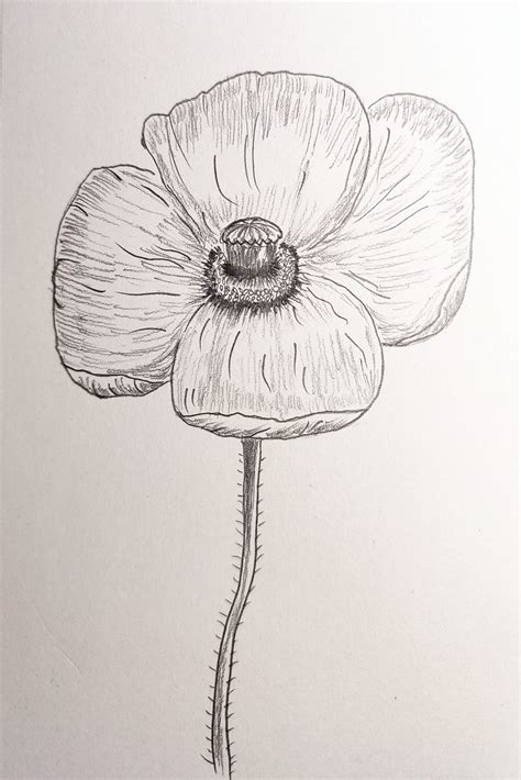 Image result for Easy Draw Poppy