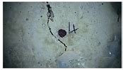 Low Carbon Bacterial Self-Healing Concrete