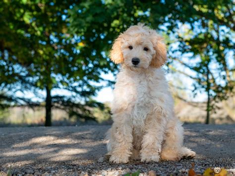 Miniature Goldendoodle Adults