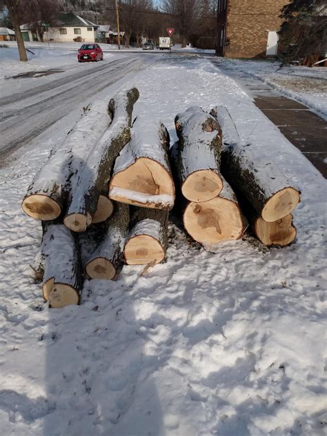 neighbor had a maple cut and is letting me have it all! : r/woodworking