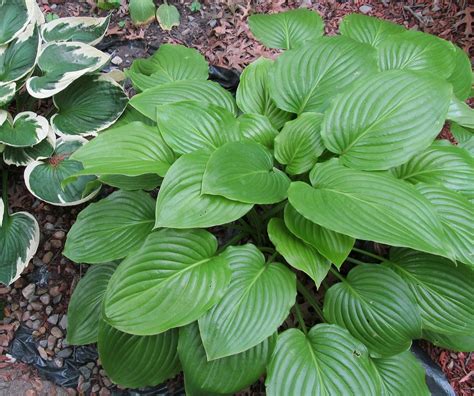 Hostas | UMN Extension