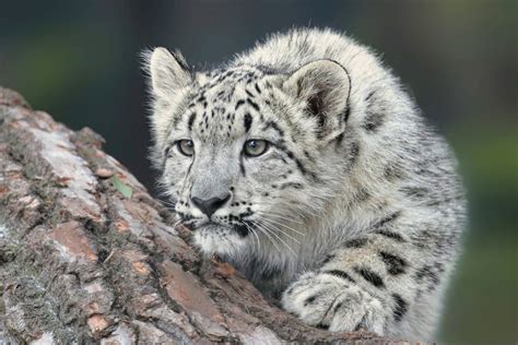 How the Snow Leopard Hunts Quietly in the Mountains - Animals Around ...