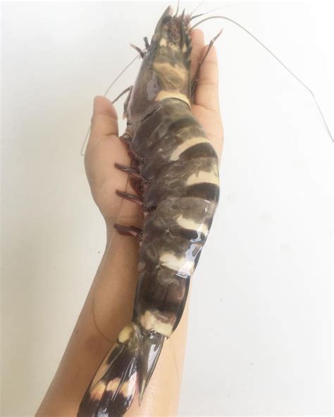 Black Tiger Shrimp | Inaexport