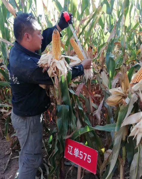 玉米的一生 - 技术中心 - 顺鑫农科