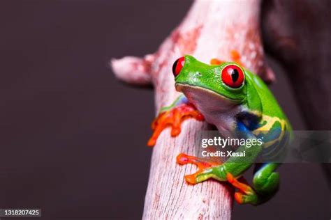 Image result for Poison Tree Frog