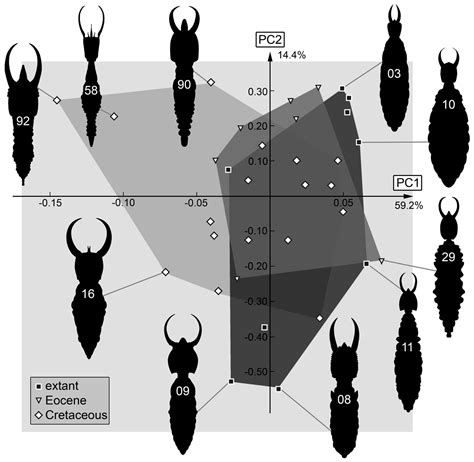 An Expanded View on the Morphological Diversity of Long-Nosed Antlion ...