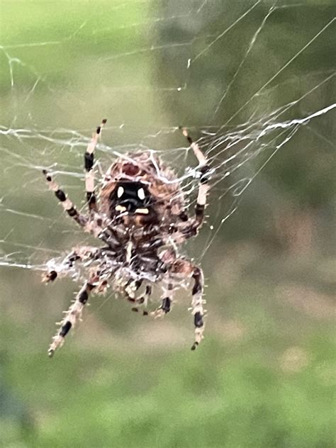 Connecticut US. Anyone know who this is? Size wise, it’s the biggest ...