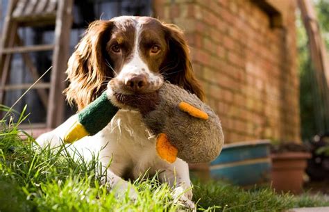 Sporting Dogs 的图像结果