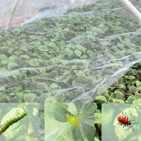 Image result for Mesh Fly Net