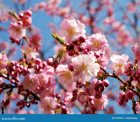 Image result for Flowering Cherry Tree