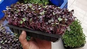 Dream mall Amaranthus Seed Seed Price in India - Buy Dream mall ...