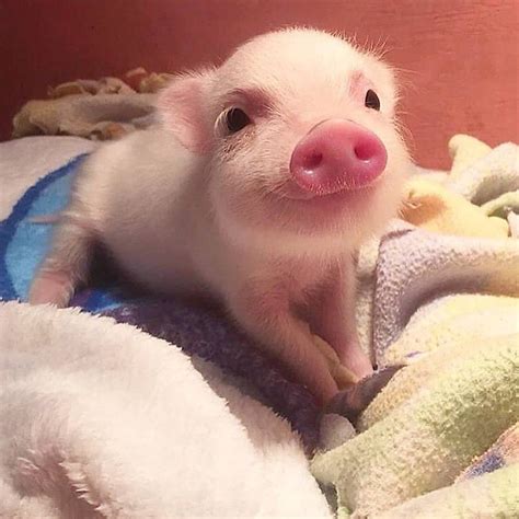 Cute Pig - Mini Pig | Baby animals funny, Cute baby pigs, Cute baby animals