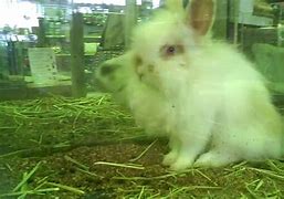 Image result for Ugliest Rabbit