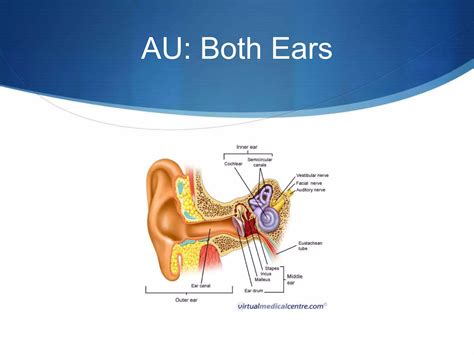 Abbreviations of the Ear and Eye | PPTX