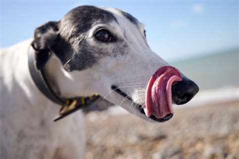 Get to know a greyhound | With a greyhound