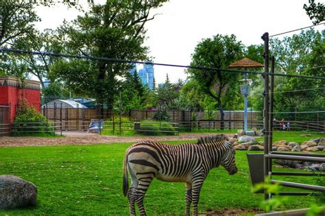 Zoo Train To My 的图像结果