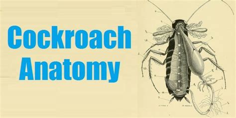 Image result for External Structure of Cockroach