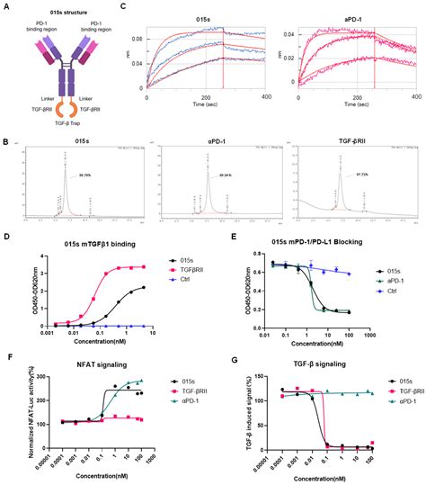 A Bifunctional Anti-PD-1/TGF-β Fusion Antibody Restores Antitumour ...