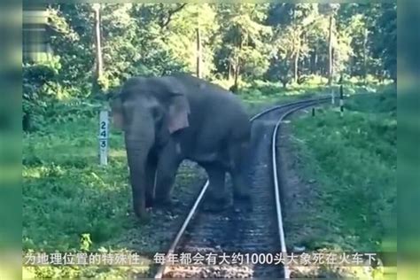 大象在印度有多凄惨？被火车撞倒不下1000头，意外怎么还在发生？_大象_火车