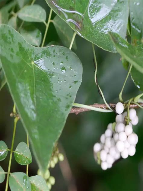 Cyclea peltata, Padakizhangu, Padavalli,, Pata root, പാടക്കിഴങ്ങ് ...