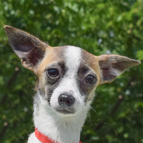 Taylor - Animal House Shelter