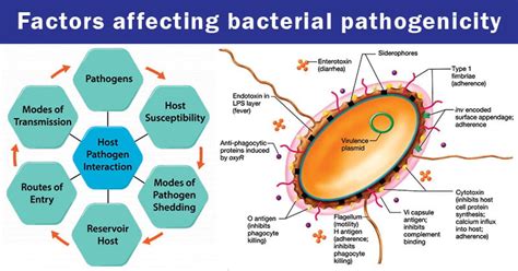 Image result for Pathogenicity of Microorganisms