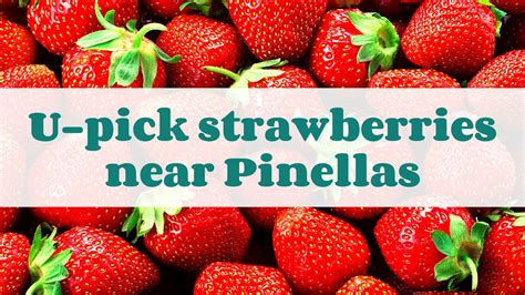 U-Pick Strawberries Near Clearwater-St. Pete - Suncoast Family Fun