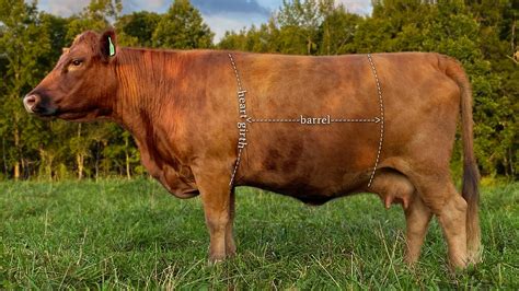 Dexter Cattle Conformation