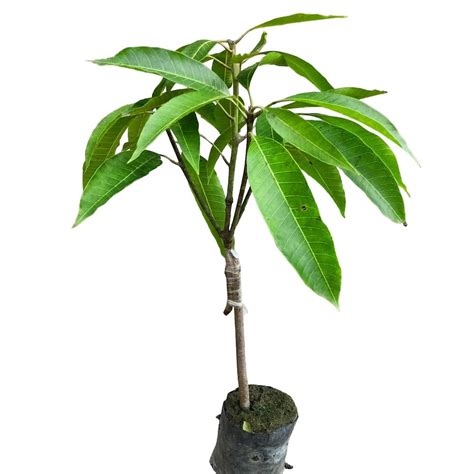 Noor Jahan Mango Plant Grafted | Best Price in 2024 at Plantparadise