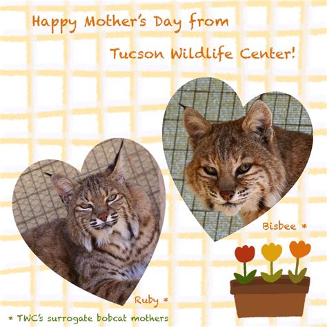 Home - Tucson Wildlife Center