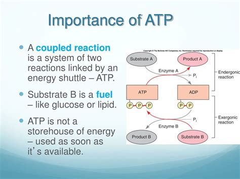 Why Is Atp Important