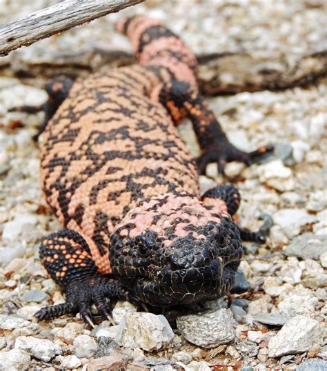 Gila Monster Geriatric Gila Monster Spends 'lazy' Twilight Years At
