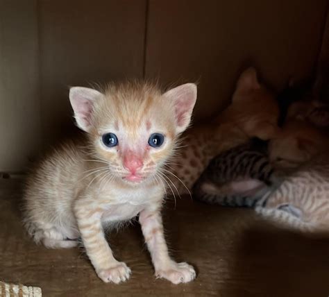 three week old kittens! : r/cats