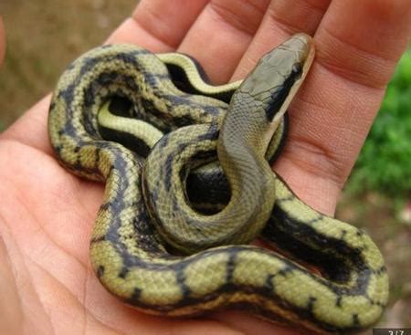 蛇之最：世界上10大最美蛇类排行榜