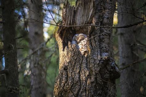 Winter Solstice Owl Prowl, Latodami Nature Center, Wexford, 21 December ...