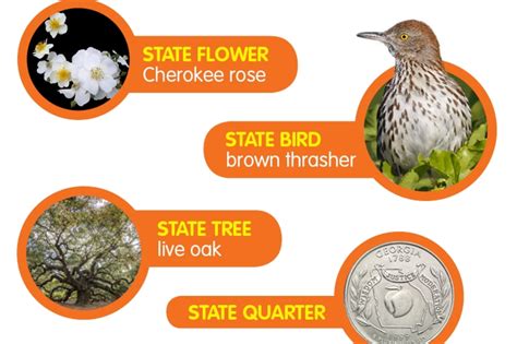 Georgia State Bird And Flower