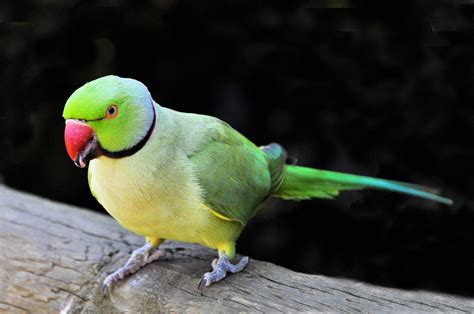 Indian Green Parrot Wallpaper