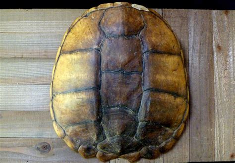 Image result for Common Snapping Turtle Shell