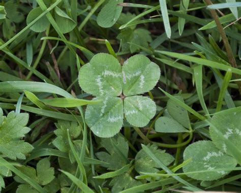 File:Four-leaf Clover Trifolium repens 2.jpg - Wikimedia Commons