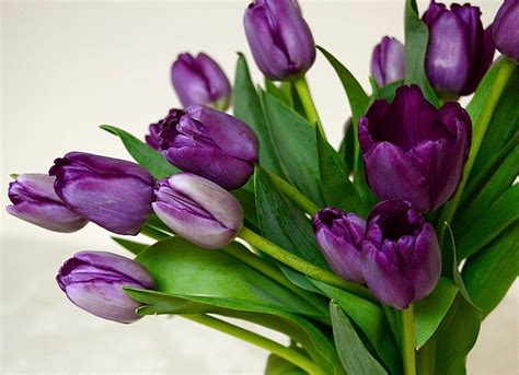 Tulip Flower Meaning Symbolism | Best Flower Site