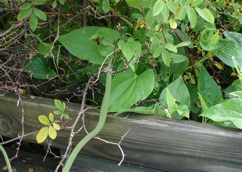 Is Huntley Meadows Park worth visiting? (Alexandria, Mount Vernon: live ...